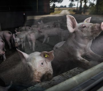 BEREG Ferkelfenster 360x320