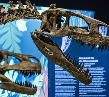 NEWS Dino Ausstellung 001 360x320